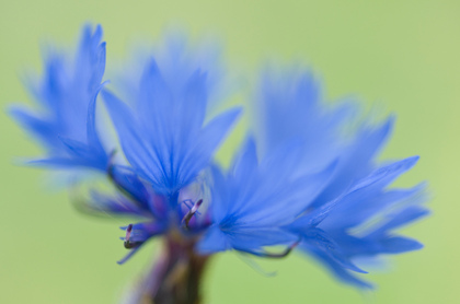 Kornblume - Foto, Druck, Poster, Leinwand