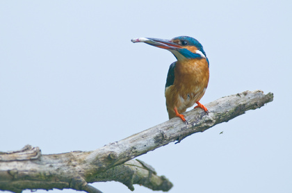 Eisvogel - Foto, Druck, Poster, Leinwand