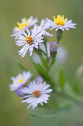 Strandaster - Foto, Druck, Poster, Leinwand