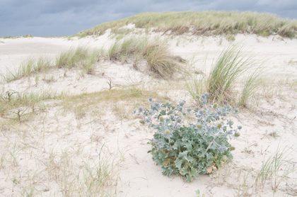 Stranddistel und Dünen - Foto, Druck, Poster, Leinwand