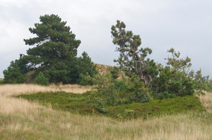 Kiefern auf Dünen - Foto, Druck, Poster, Leinwand