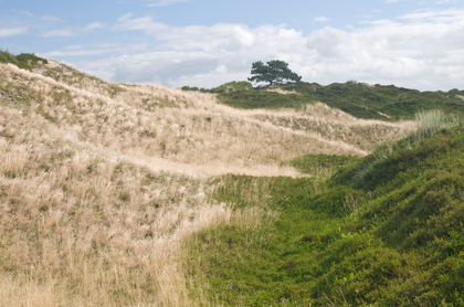 Dünenlandschaft - Foto, Druck, Poster, Leinwand