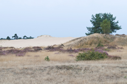 Dünenlandschaft - Foto, Druck, Poster, Leinwand