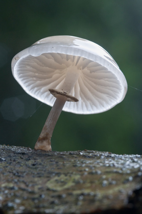 Beringter Buchenschleimrübling - Foto, Druck, Poster, Leinwand
