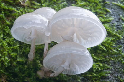 Beringter Buchenschleimrübling - Foto, Druck, Poster, Leinwand