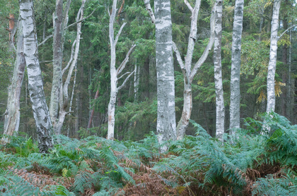 Birkenwald - Foto, Druck, Poster, Leinwand