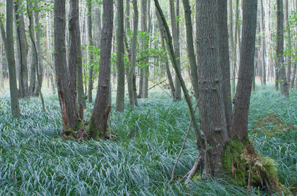 Erlenbruchwald - Foto, Druck, Poster, Leinwand
