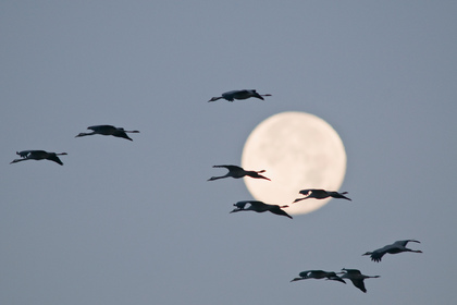 Kraniche vor dem Vollmond - Foto, Druck, Poster, Leinwand