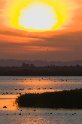 Sonnenaufgang am Bodden - Foto, Druck, Poster, Leinwand