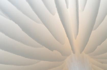 Beringter Buchenschleimrübling - Foto, Druck, Poster, Leinwand