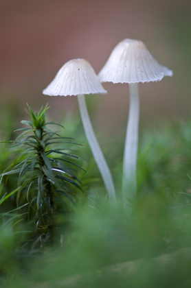 Helmlinge - Foto, Druck, Poster, Leinwand