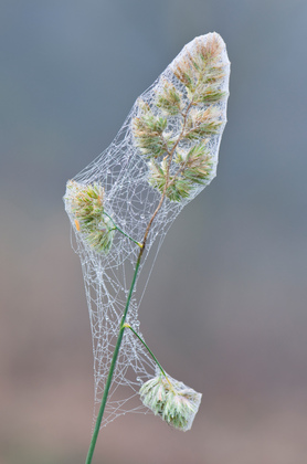 Knäuelgras mit Spinnweben - Foto, Druck, Poster, Leinwand