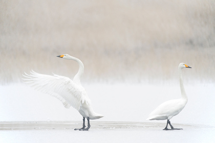 Singschwäne - Foto, Druck, Poster, Leinwand