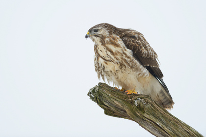 Mäusebussard - Foto, Druck, Poster, Leinwand