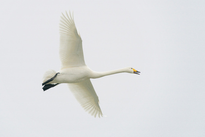 Singschwan - Foto, Druck, Poster, Leinwand