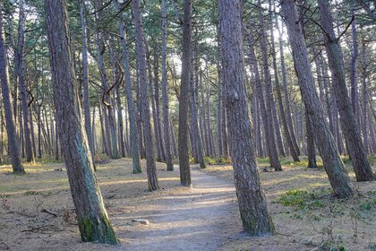 Kiefernwald - Foto, Druck, Poster, Leinwand