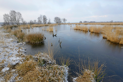 Moor im Winter - Foto, Druck, Poster, Leinwand