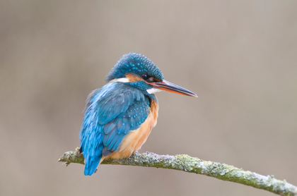 Eisvogel - Foto, Druck, Poster, Leinwand