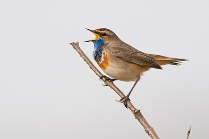 Weißsterniges Blaukehlchen - Foto, Druck, Poster, Leinwand