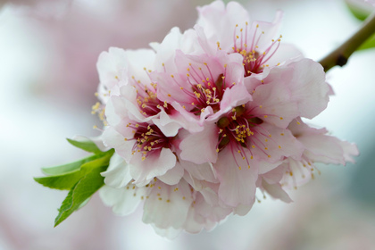 Mandelblüte - Foto, Druck, Poster, Leinwand