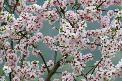 Mandelblüte - Foto, Druck, Poster, Leinwand