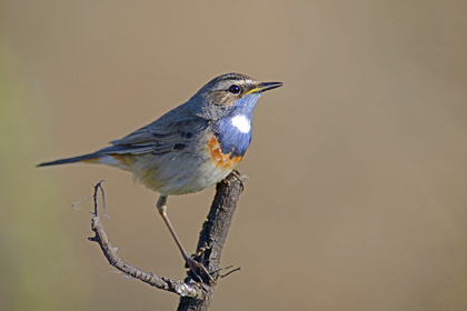 Weißsterniges Blaukehlchen - Foto, Druck, Poster, Leinwand