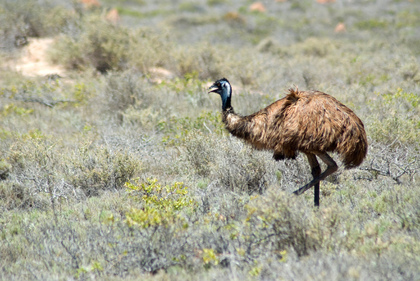 Emu - Foto, Druck, Poster, Leinwand