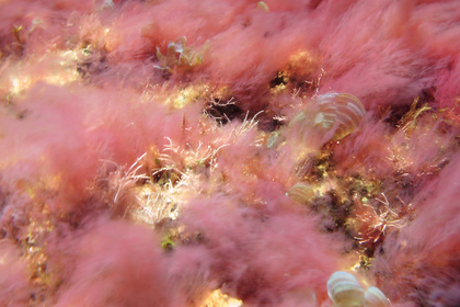 Rotalgen - Foto, Druck, Poster, Leinwand