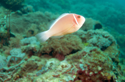 Halsband-Anemonenfisch - Foto, Druck, Poster, Leinwand