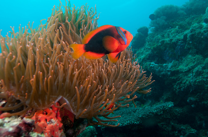 Anemonenfisch - Foto, Druck, Poster, Leinwand