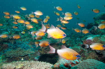 Kardinalfische - Foto, Druck, Poster, Leinwand