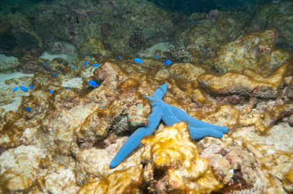 Seestern und Jungfische - Foto, Druck, Poster, Leinwand