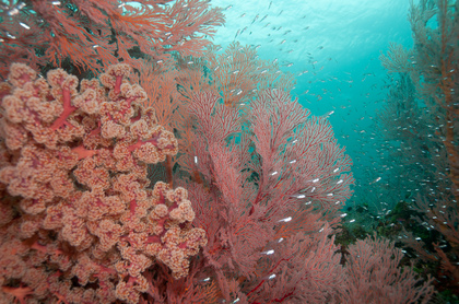 Korallenriff - Foto, Druck, Poster, Leinwand