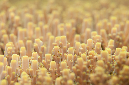 Korallenpolypen - Foto, Druck, Poster, Leinwand