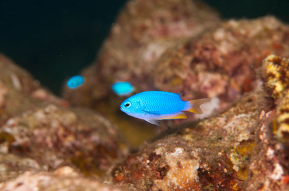 Demoiselle - Foto, Druck, Poster, Leinwand