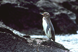 Foto Galapagos-Pinguin