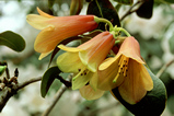Foto Rhododendron concatenans