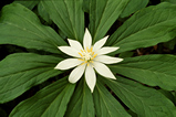 Foto Kinugasa japonica