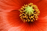 Foto Klatschmohn, Papaver rhoeas