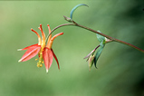 Foto Akelei, Aquilegia formosa