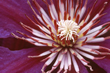 Foto Clematis