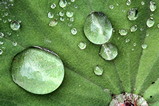 Foto Wassertropfen auf Blatt