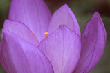 Foto Crocus sativus