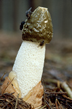 Foto Pilz