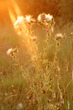 Foto Distel, Cirsium