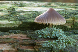 Foto Pilz