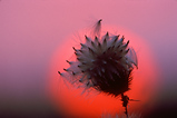 Foto Samenstand im Sonnenuntergang