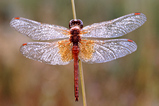 Foto Gefleckte Heidelibelle