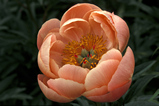 Foto Pfingstrose, Paeonia