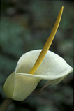 Foto Aronstab, Arum creticum